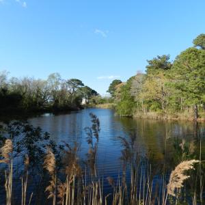 Photo #14 of lot 6 BARLOW CREEK LN., EASTVILLE, VA 6.9 acres