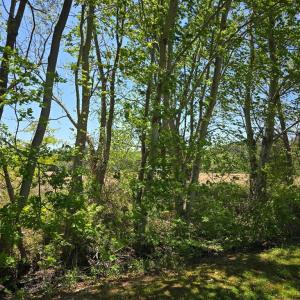 Photo #2 of DUNCAN DR, MAPPSVILLE, VA 12.3 acres