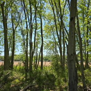 Photo #3 of DUNCAN DR, MAPPSVILLE, VA 12.3 acres