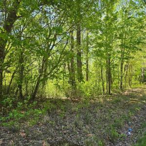 Photo #4 of DUNCAN DR, MAPPSVILLE, VA 12.3 acres