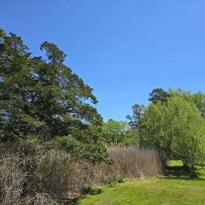 Photo #3 of GUILFORD RD, BLOXOM, VA 20.5 acres