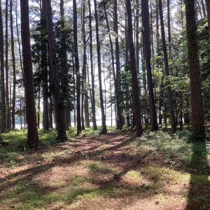 Photo #10 of A6B WHITE TAIL LANE, MACHIPONGO, VA 2.5 acres