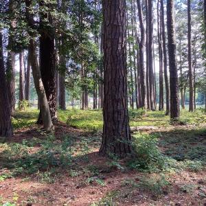 Photo #12 of A6B WHITE TAIL LANE, MACHIPONGO, VA 2.5 acres