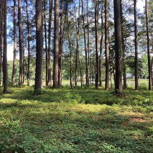 Photo #14 of A6B WHITE TAIL LANE, MACHIPONGO, VA 2.5 acres