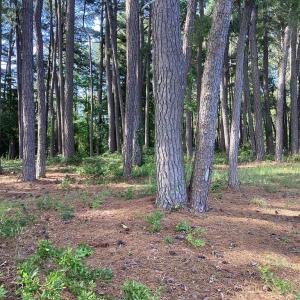 Photo #41 of A6B WHITE TAIL LANE, MACHIPONGO, VA 2.5 acres