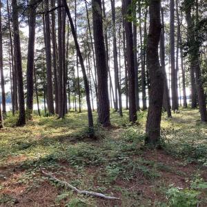 Photo #45 of A6B WHITE TAIL LANE, MACHIPONGO, VA 2.5 acres