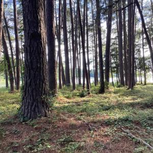 Photo #46 of A6B WHITE TAIL LANE, MACHIPONGO, VA 2.5 acres