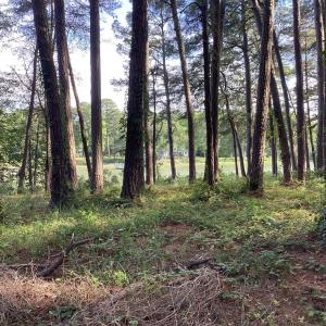 Photo #48 of A6B WHITE TAIL LANE, MACHIPONGO, VA 2.5 acres