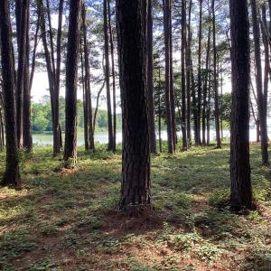 Photo #50 of A6B WHITE TAIL LANE, MACHIPONGO, VA 2.5 acres