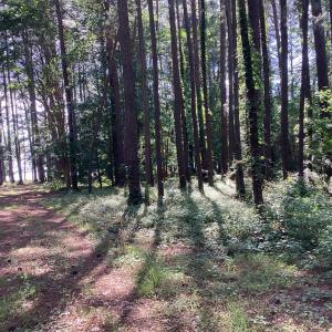 Photo #7 of A6B WHITE TAIL LANE, MACHIPONGO, VA 2.5 acres