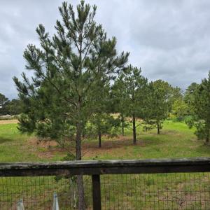 Photo #5 of BUNTING POINT RD, WACHAPREAGUE, VA 27.5 acres