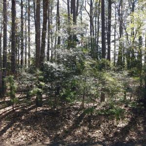 Photo #5 of 146 CAPTAINS CORRIDOR, GREENBACKVILLE, VA 76.0 acres