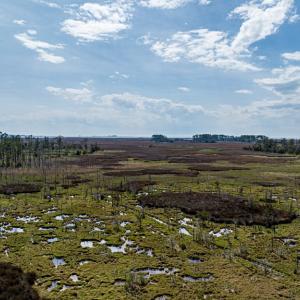 Photo #18 of Lot 32* YOUNGS CREEK RD, BLOXOM, VA 19.0 acres