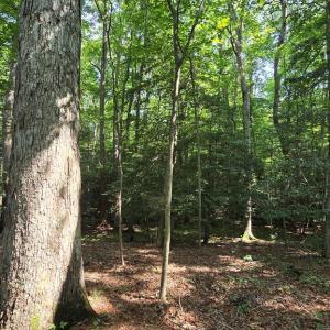 Photo #5 of Lot A AIRPORT DR, MELFA, VA 5.0 acres