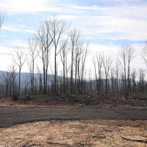 Photo #9 of TBD1 CALF MOUNTAIN RD, WAYNESBORO, VA 97.0 acres