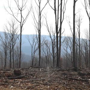 Photo #10 of TBD1 CALF MOUNTAIN RD, WAYNESBORO, VA 97.0 acres