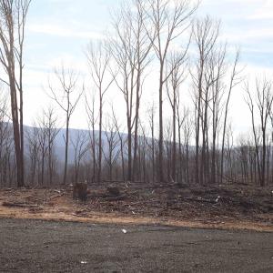 Photo #4 of TBD CALF MOUNTAIN RD, WAYNESBORO, VA 90.0 acres