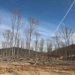 Photo #7 of TBD CALF MOUNTAIN RD, WAYNESBORO, VA 90.0 acres