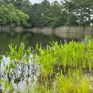 Photo #9 of 74 CREEKSIDE LN, CAPE CHARLES, VA 0.5 acres