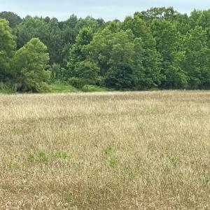 Photo #5 of 47,47B SAVAGEVILLE RD, ONANCOCK, VA 38.0 acres