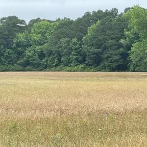 Photo #6 of 47,47B SAVAGEVILLE RD, ONANCOCK, VA 38.0 acres