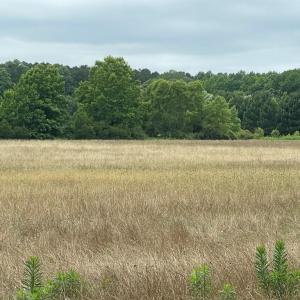 Photo #8 of 47,47B SAVAGEVILLE RD, ONANCOCK, VA 38.0 acres