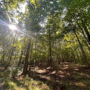 Photo #5 of TBD STONY POINT PASS, KESWICK, VA 56.5 acres