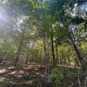 Photo #6 of TBD STONY POINT PASS, KESWICK, VA 56.5 acres