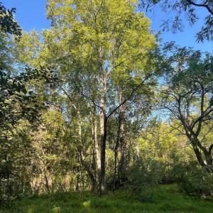 Photo #1 of TBD STONY POINT PASS, KESWICK, VA 56.5 acres