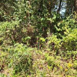 Photo #23 of MILL RACE RD, VERONA, VA 6.9 acres