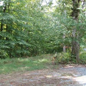 Photo #4 of LOUISA RD, KESWICK, VA 112.7 acres