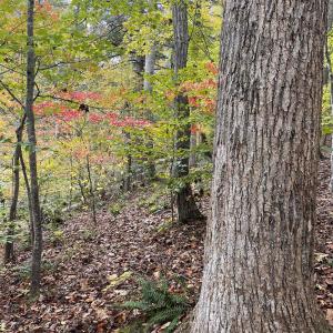 Photo #4 of 14 MECHUNK TER, PALMYRA, VA 1.4 acres