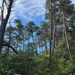 Mature trees on partially wooded property
