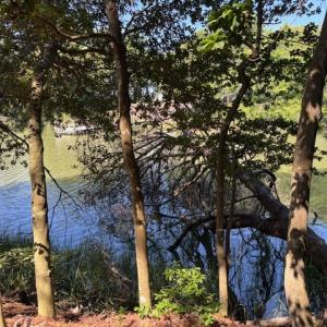 looking across the creek