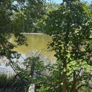 looking across the creek