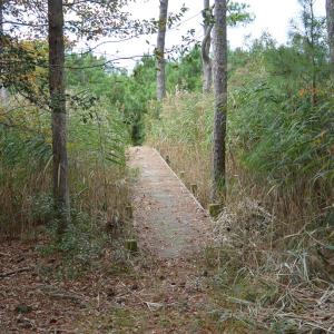 Photo #7 of 20 OYSTER RUN LANE, EASTVILLE, VA 713.0 acres