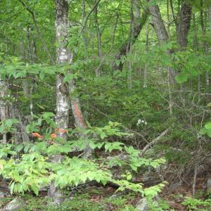 Photo #3 of HIGH VALLEY SOUTH, MONTEREY, VA 5.0 acres