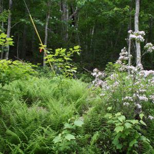 Photo #1 of HIGH VALLEY SOUTH, MONTEREY, VA 5.0 acres