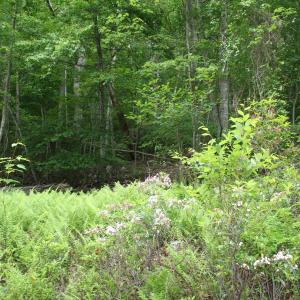 Photo #2 of HIGH VALLEY SOUTH, MONTEREY, VA 5.0 acres