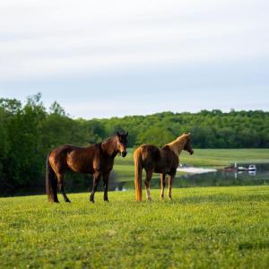 Photo #3 of 510 MOUNT PLEASANT FARM ROAD, SCOTTSVILLE, VA 2,784.0 acres