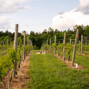 Photo #7 of 510 MOUNT PLEASANT FARM ROAD, SCOTTSVILLE, VA 2,784.0 acres