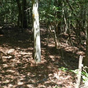 Photo #12 of Lot B6 SALTWORKS RD, JAMESVILLE, VA 4.4 acres