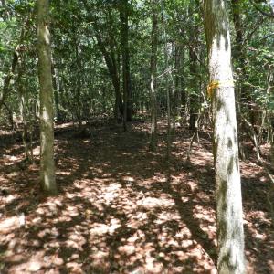Photo #13 of Lot B6 SALTWORKS RD, JAMESVILLE, VA 4.4 acres