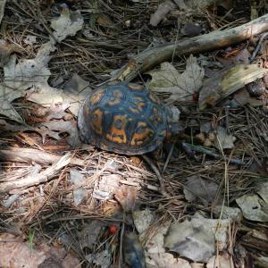 Photo #15 of Lot B6 SALTWORKS RD, JAMESVILLE, VA 4.4 acres