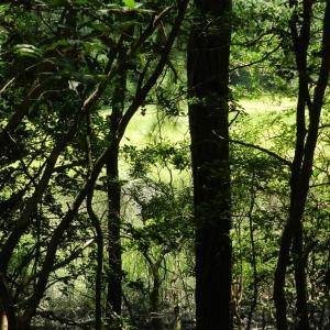 Photo #19 of Lot B6 SALTWORKS RD, JAMESVILLE, VA 4.4 acres