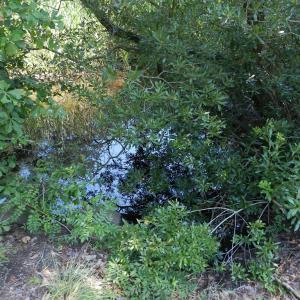 Photo #21 of Lot B6 SALTWORKS RD, JAMESVILLE, VA 4.4 acres