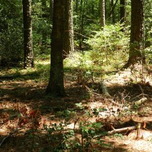 Photo #8 of Lot B6 SALTWORKS RD, JAMESVILLE, VA 4.4 acres