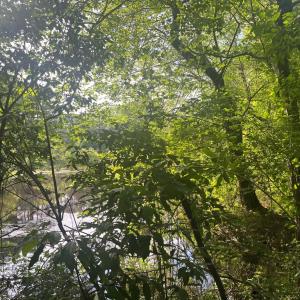 Photo #10 of N/A CHINCOTEAGUE RD, WALLOPS ISLAND, VA 51.0 acres