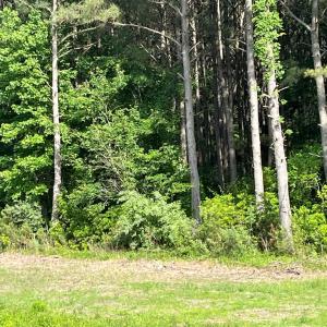 Photo #6 of N/A CHINCOTEAGUE RD, WALLOPS ISLAND, VA 51.0 acres