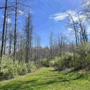 Photo #8 of 0 WILLOW BRANCH LN, FABER, VA 17.2 acres